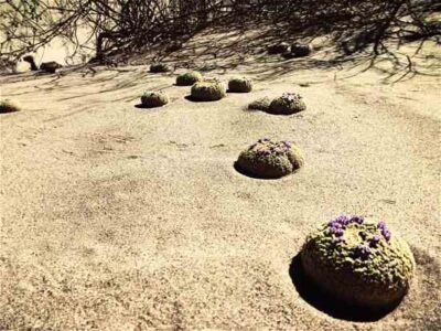 Short Incursion: The Wonderland of Edible Parasites Image
